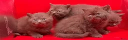 British Shorthair cats for sale: Pedigree Chocklate cinnamon British short hair  - Advert 2