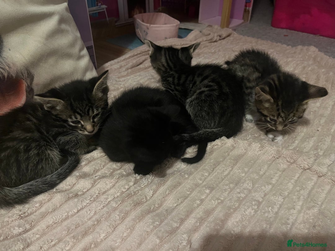 Savannah cats for sale: Savannah Cross Kittens - Image 4