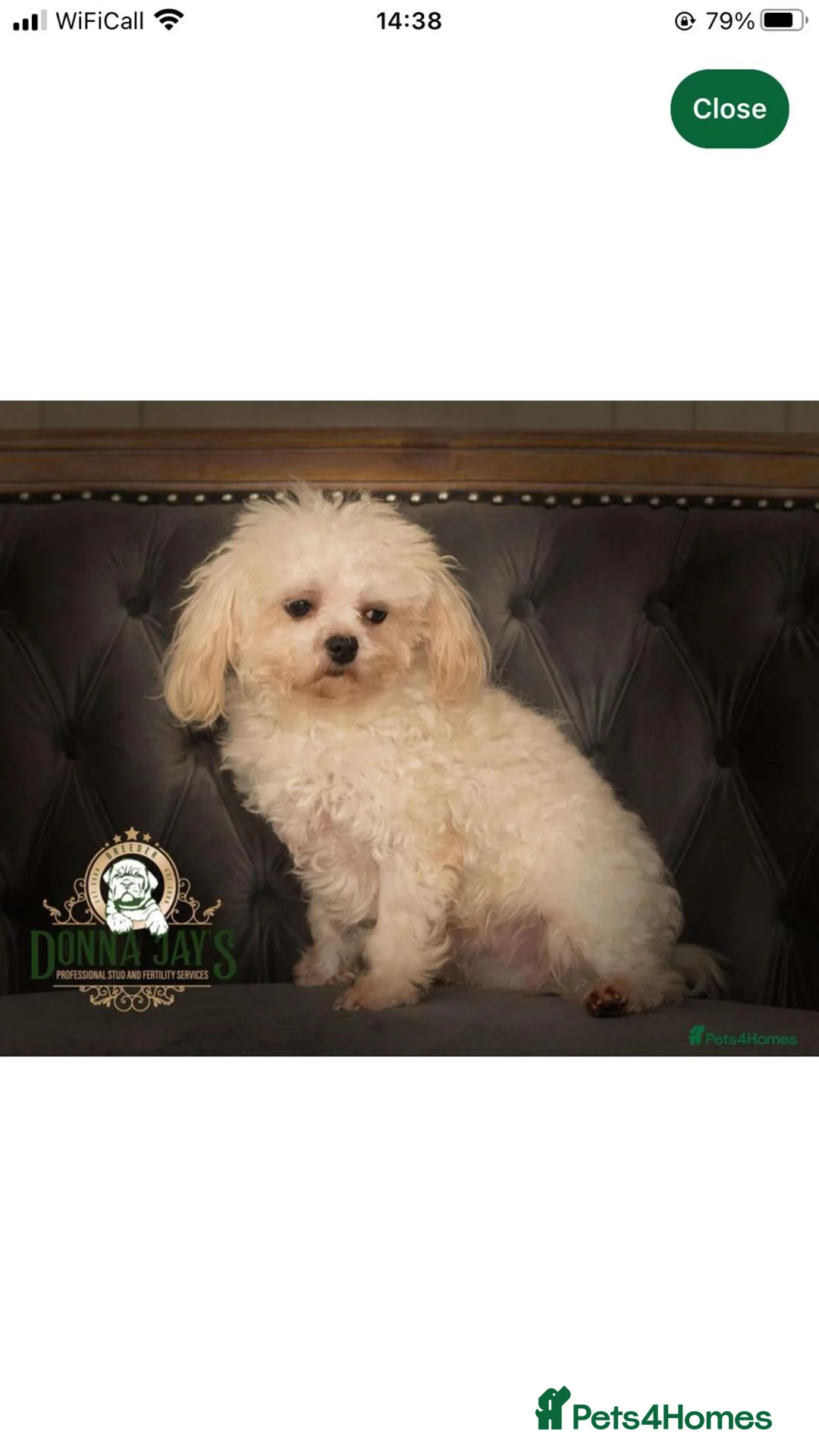 Maltipoo dogs for sale: 2X CHAMPION BLOODLINE MALTIPOO PUPPYS - Advert 10