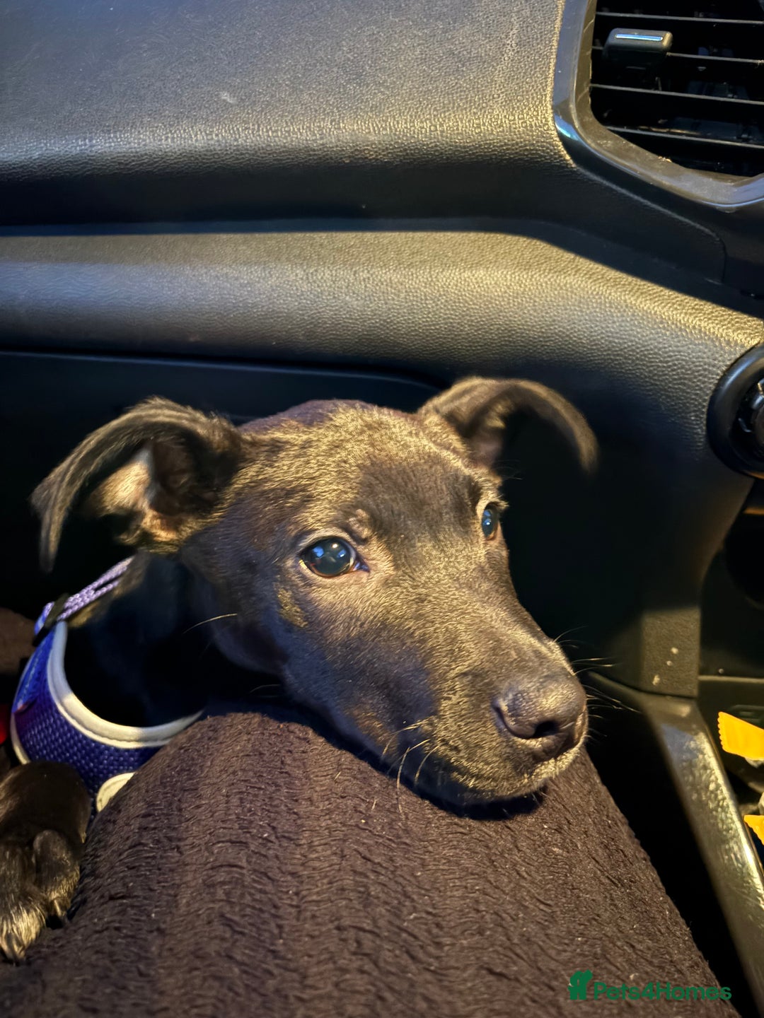 Staffordshire Bull Terrier dogs for sale: 16 week old staffy puppy  - Advert 2