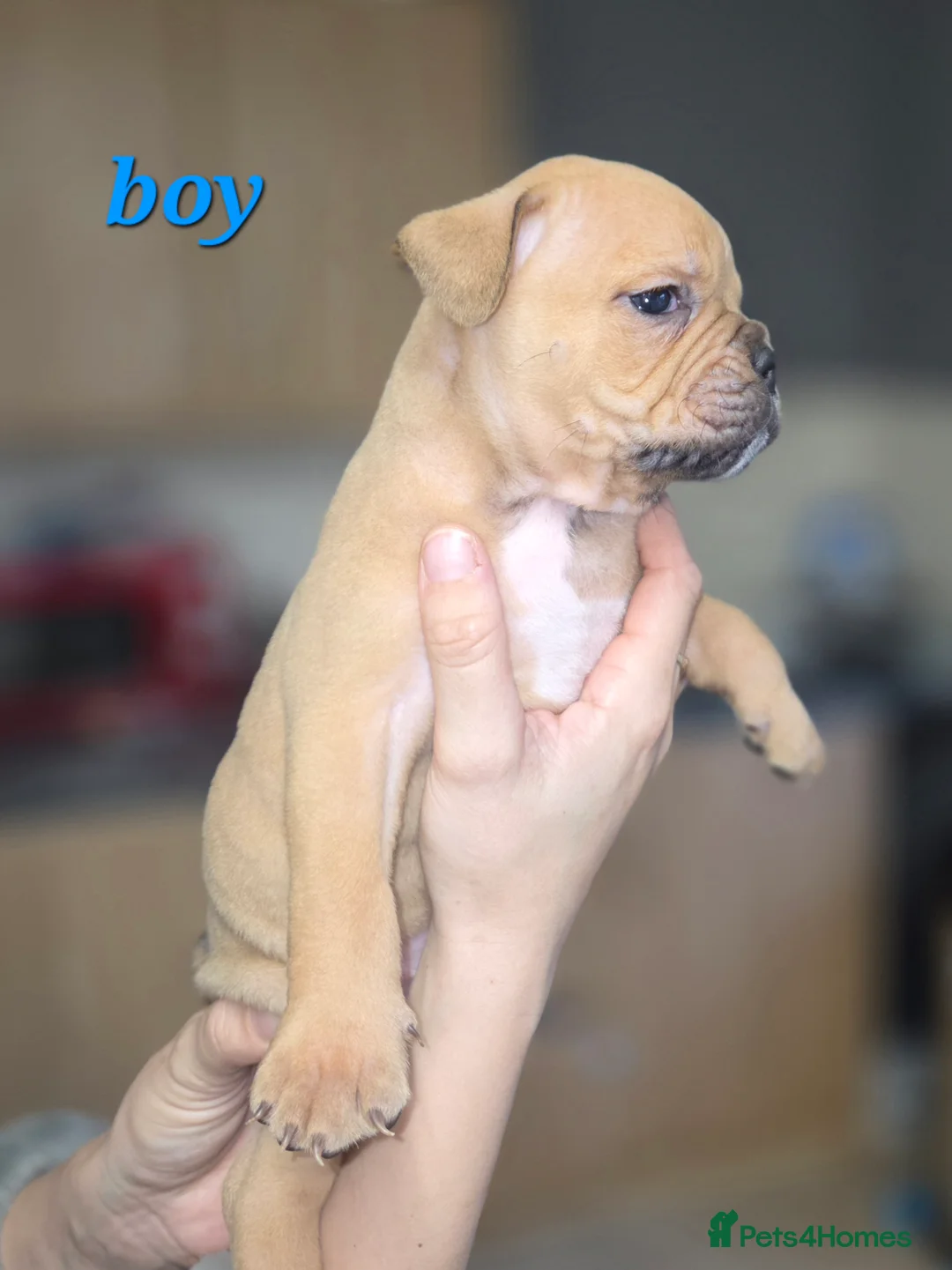 Dorset Olde Tyme Bulldogge dogs for sale: Olde English bulldog puppies  - Advert 7