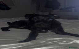 Patterdale Terrier dogs for sale: 1 Year Old Male Patterdale - Advert 3
