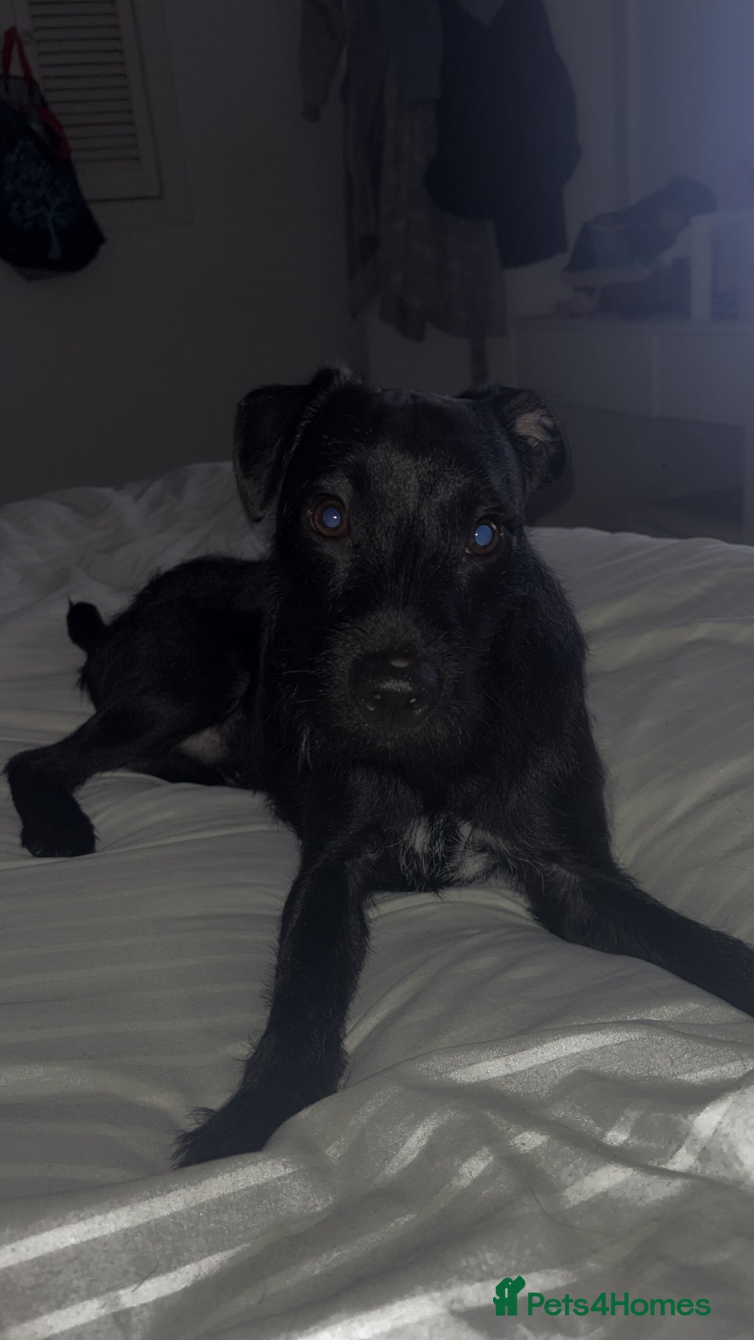 Patterdale Terrier dogs for sale: 1 Year Old Male Patterdale - Advert 3