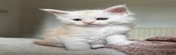 Maine Coon cats for sale: Stunning litter of Maine coon babies!  - Advert 9