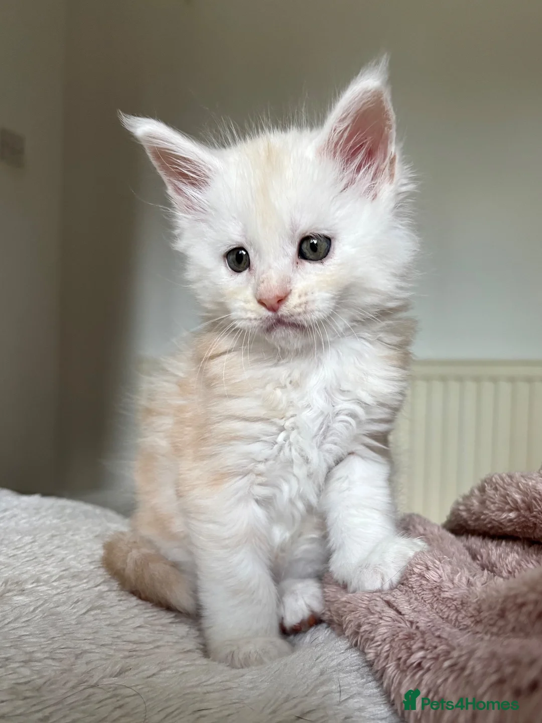 Maine Coon cats for sale: Stunning litter of Maine coon babies!  - Advert 9
