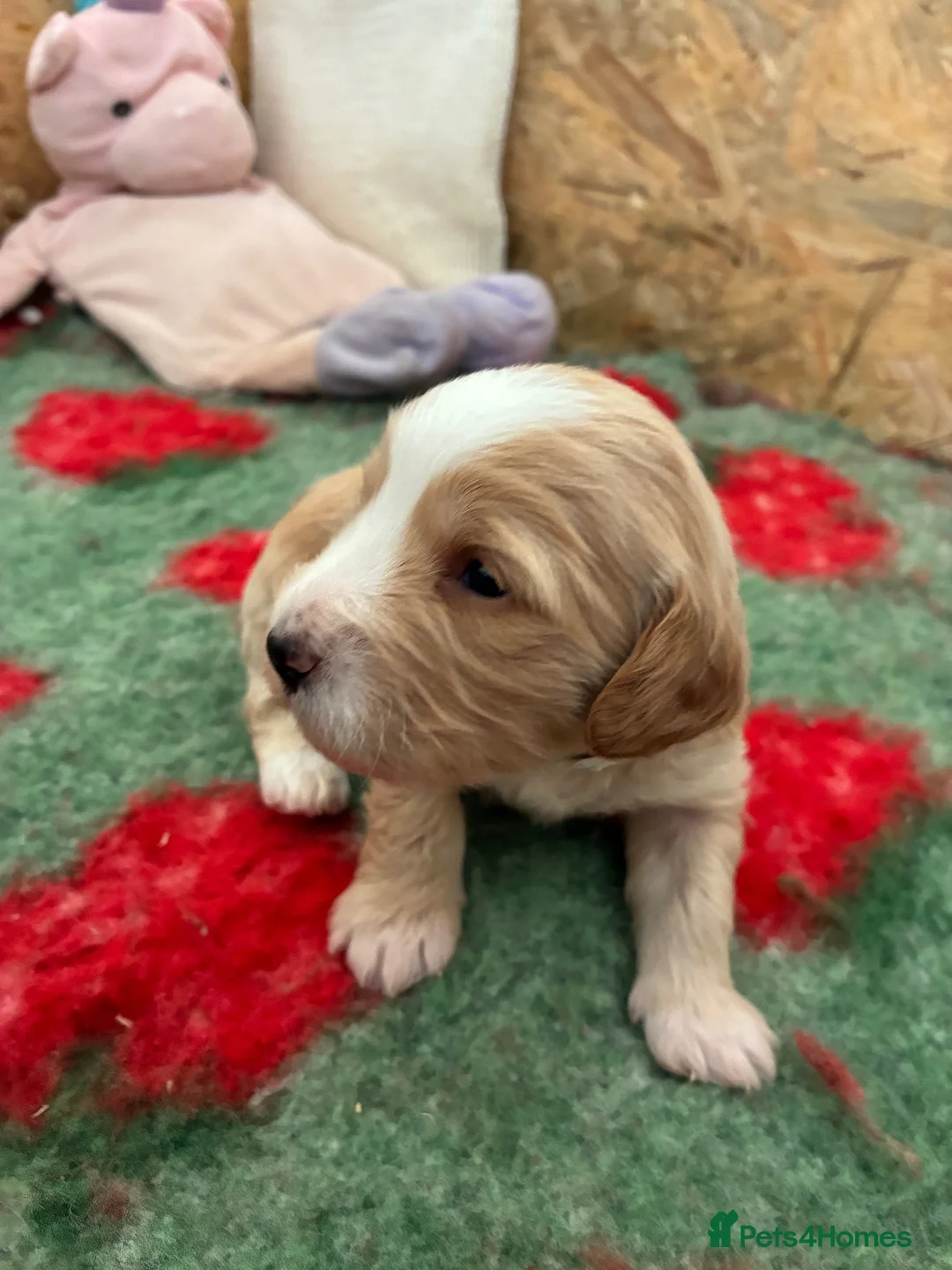 Cockapoo dogs for sale: F1 Cockapoo puppies  - Advert 24