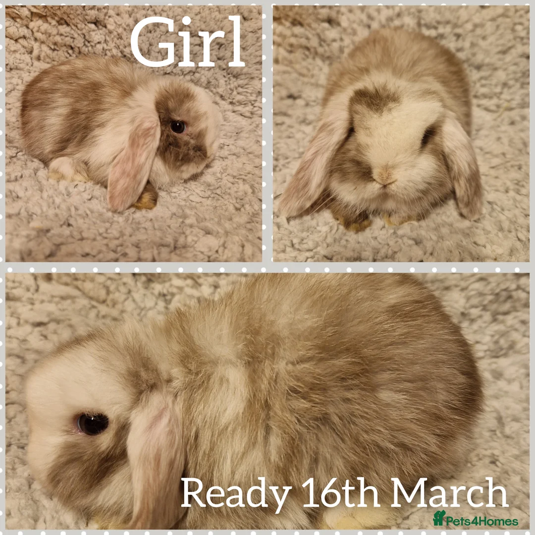 Mini Lop rabbits for sale: Stunning mini lop kits to reserve  - Advert 2