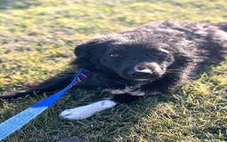 Mixed Breed dogs for adoption: 💕 Daisy & Monty – two hearts, one home 💕 - Image 4