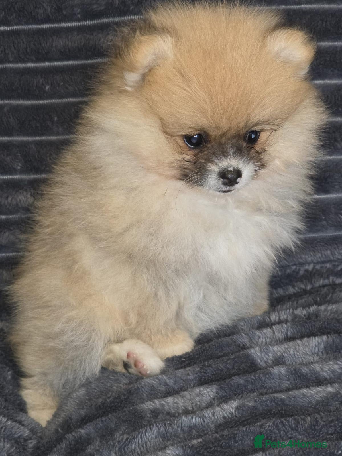 Pomeranian dogs Beautiful pomeranian  puppies ready to go - Advert 2