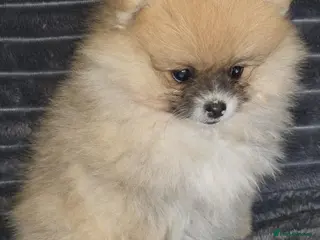 Pomeranian dogs Beautiful pomeranian puppies ready to go - Advert 2