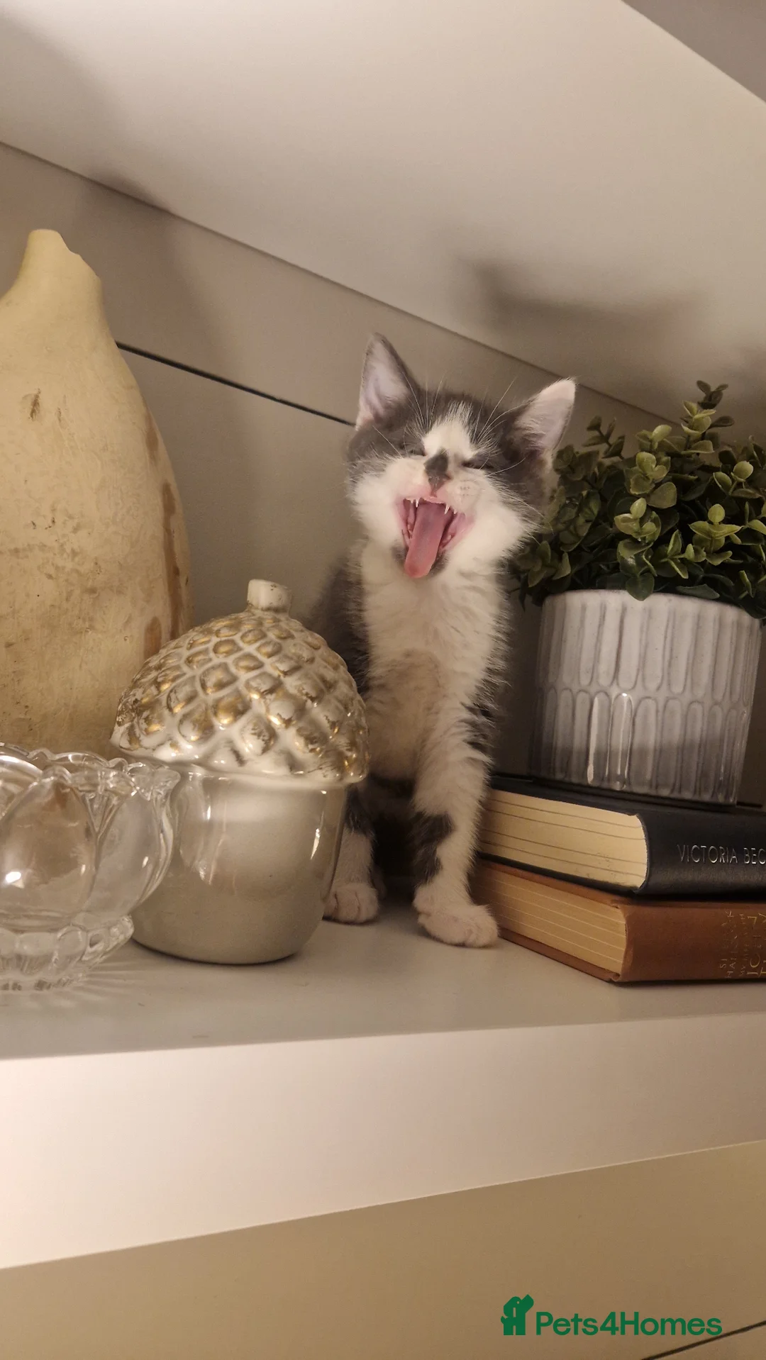 Mixed Breed cats for sale: My beautiful maincoon luna has 4 playful boys  - Advert 2