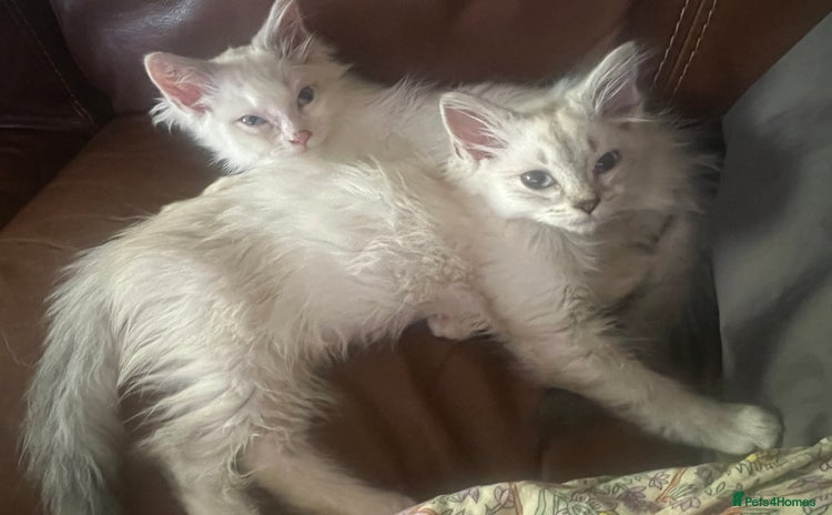 Ragdoll cats - Advert 1