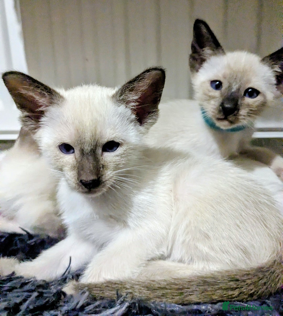 Siamese cats for sale: 6 little monkeys 🩷🩵 - Advert 1