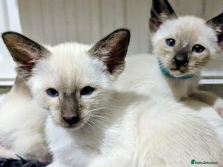 Siamese cats 6 little monkeys 🩷🩵 - Advert 1