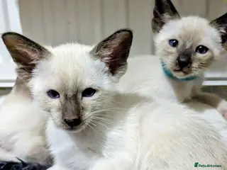 Siamese cats 6 little monkeys 🩷🩵 - Advert 6