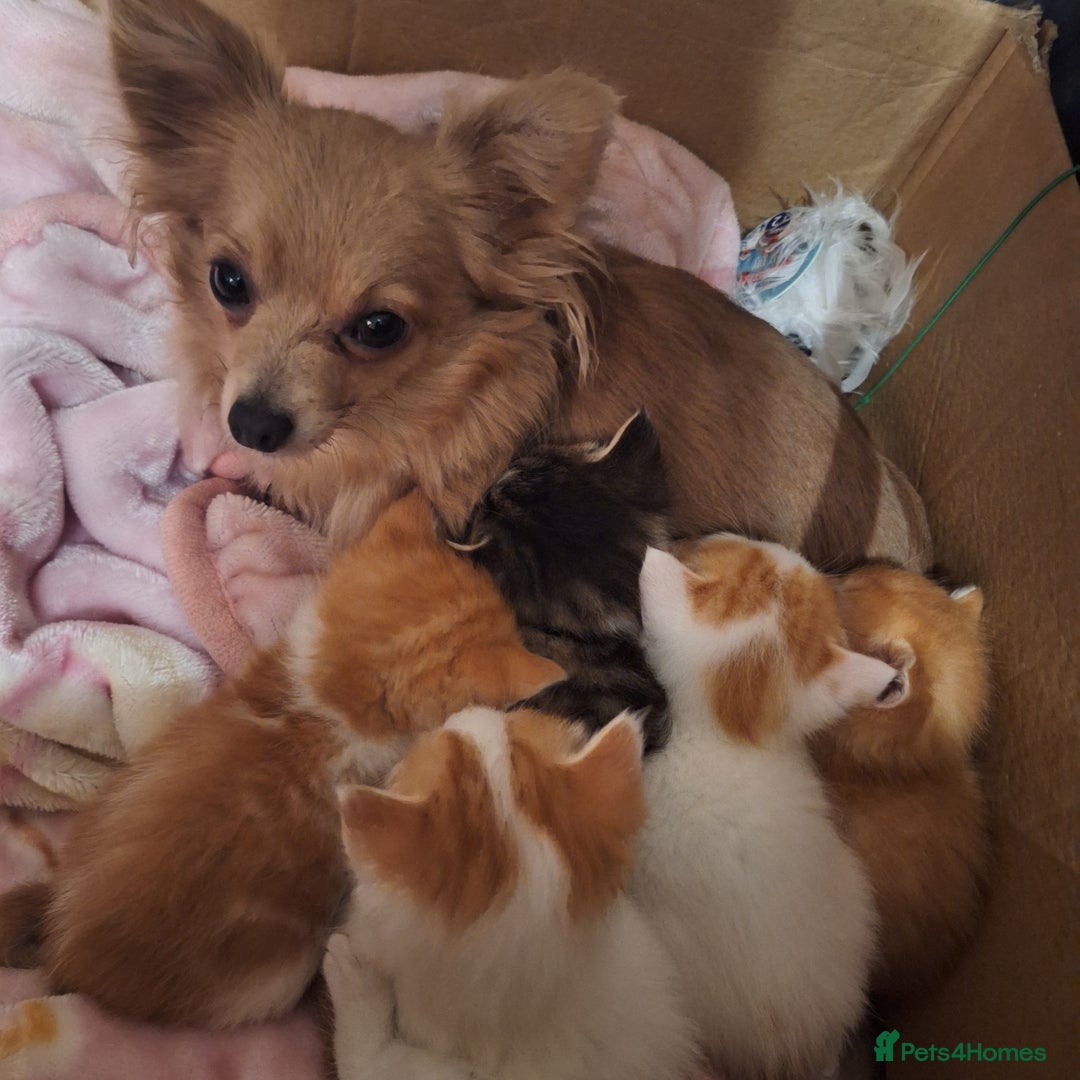 Mixed Breed cats for sale: Cat dogs... ragdoll crosses  - Advert 1