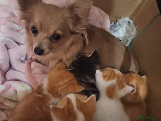 Mixed Breed cats Cat dogs... ragdoll crosses - Advert 4