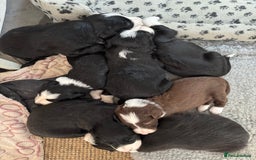 Bearded Collie dogs for sale: 6 Bearded Collie Pups - Image 10