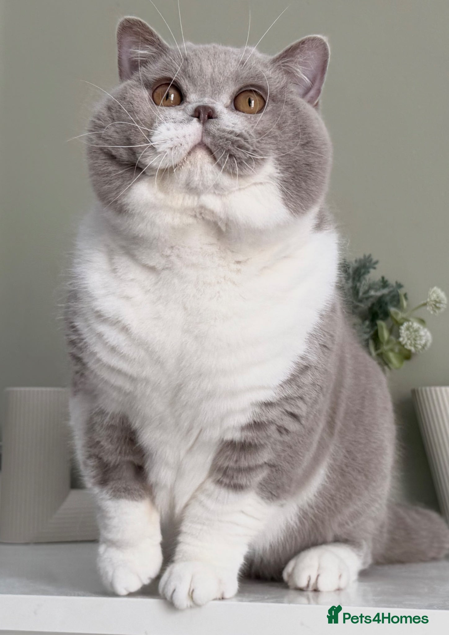 British Shorthair cats Beautiful British male and Female kitten - Advert 13