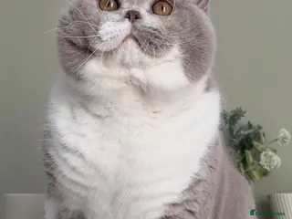 British Shorthair cats Beautiful British male and Female kitten - Advert 13