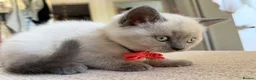 British Shorthair cats for sale: Stunning Pedigree Kittens | DNA Clear in Glasgow - Advert 12