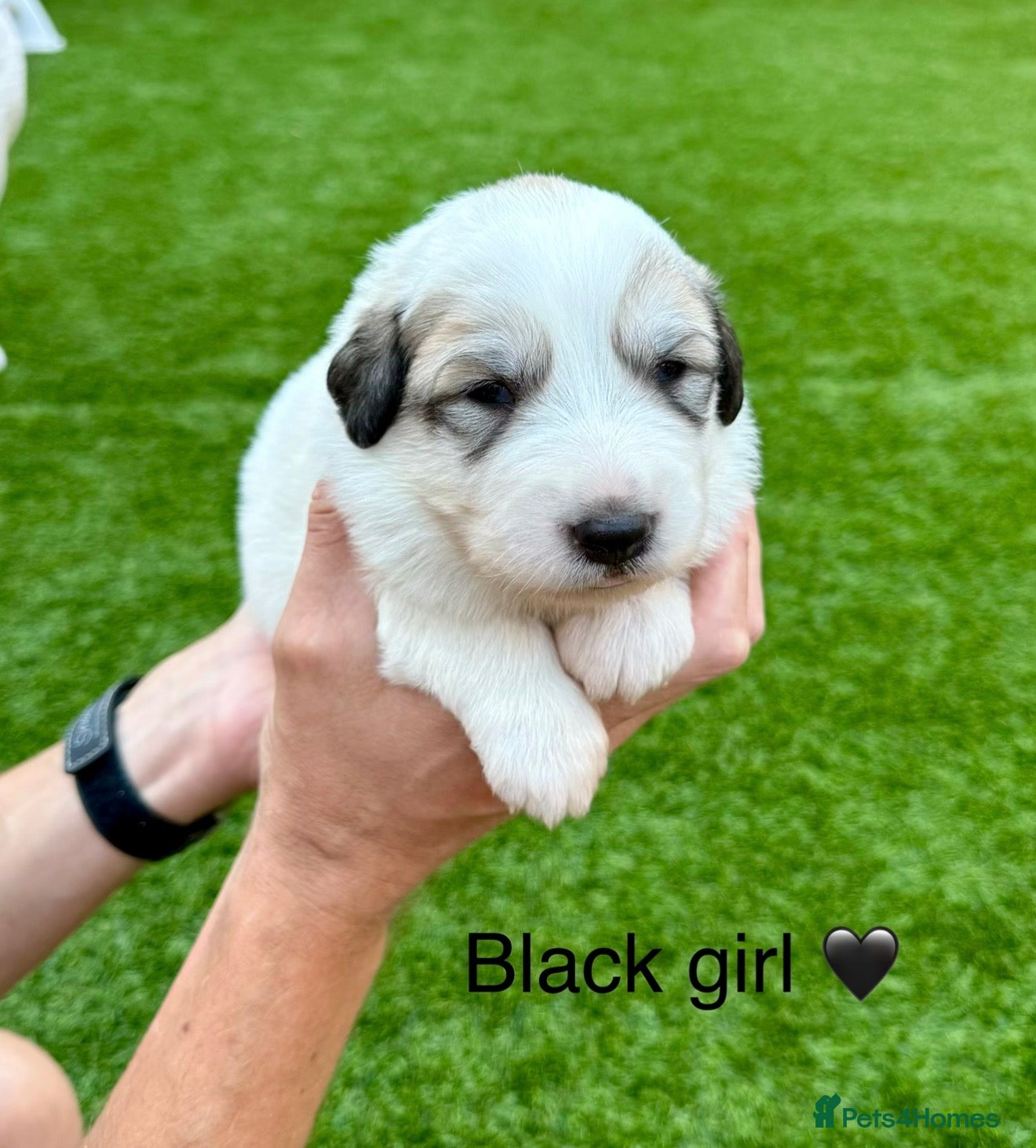 Pyrenean Mountain Dog dogs Beautiful KC Reg. Pyrenean Mountain Dog Puppies - Advert 1