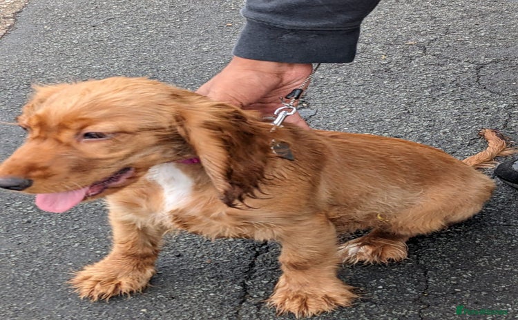 Cocker Spaniel dogs - Advert 7