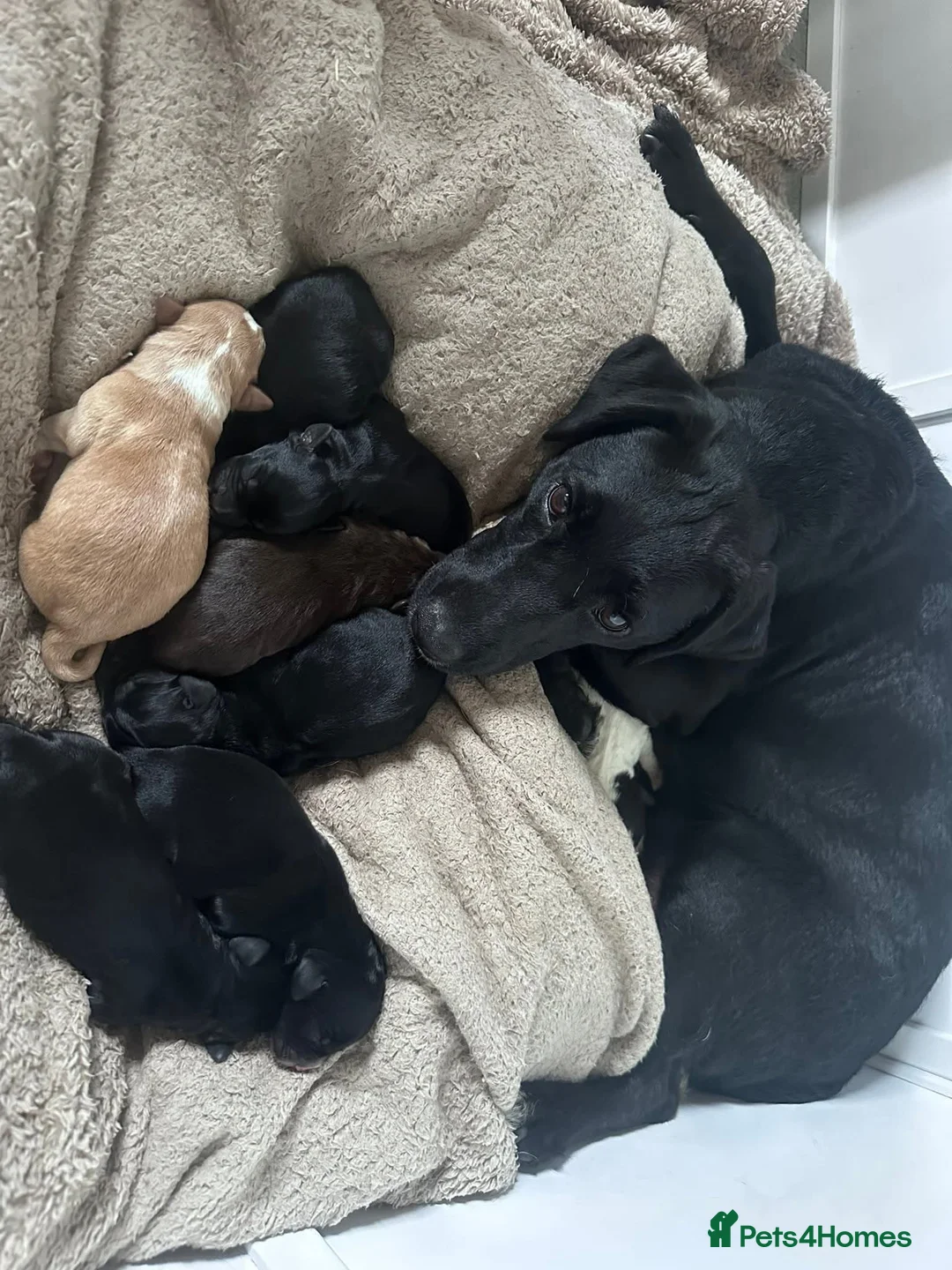 Mixed Breed dogs for sale: Cockerspaniel x labradorx - Advert 2
