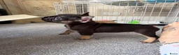 French Bulldog dogs for sale: French bulldog puupy in Camberley - Advert 4