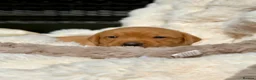 Labrador Retriever dogs for sale: Fox Red KC Registered Labrador Puppies🐾 in London - Advert 10