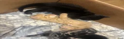 Mixed Breed cats for sale: Beautiful kittens - Advert 11