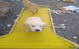 Golden Retriever dogs for sale: Wonderful,playful ,adventurous happy little furs😍 - Image 18