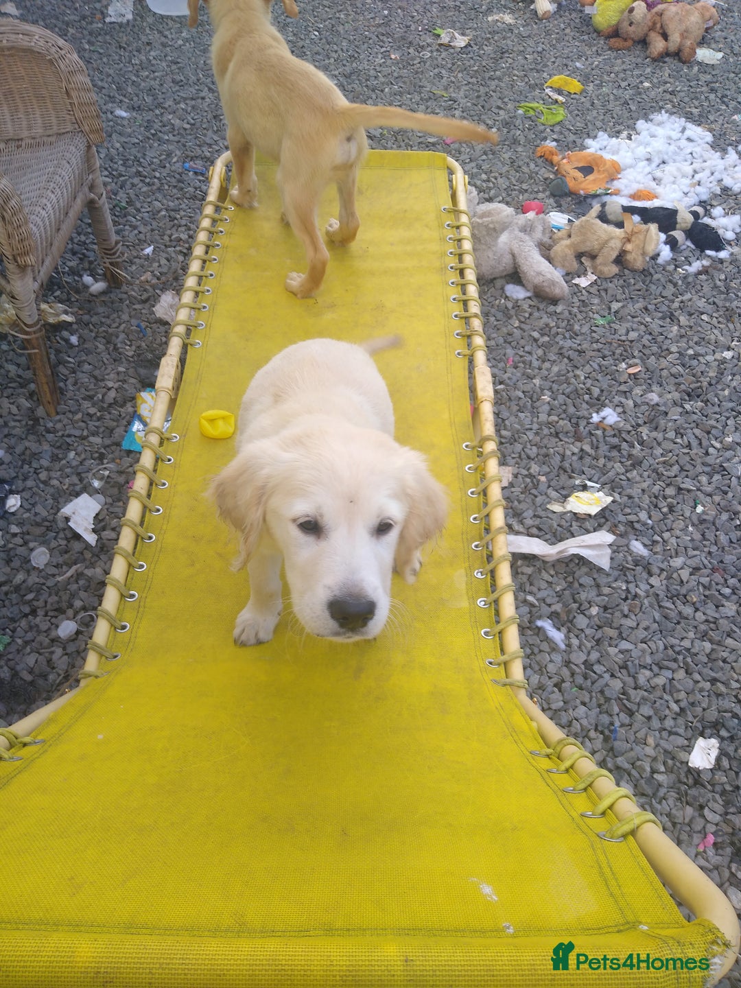 Golden Retriever dogs for sale: Wonderful,playful ,adventurous happy little furs😍 - Image 18