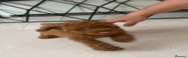 Toy Poodle 1