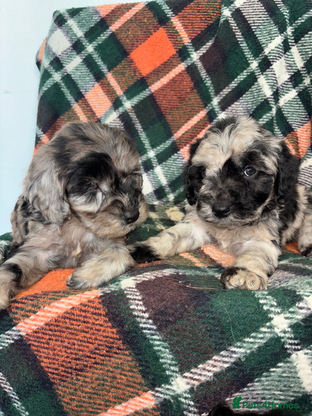Cockapoo dogs for sale: Cockapoo Puppies  - Image 12