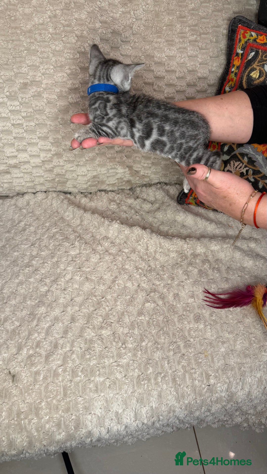 Bengal cats for sale: Pure Bengal kittens for sale  - Advert 14