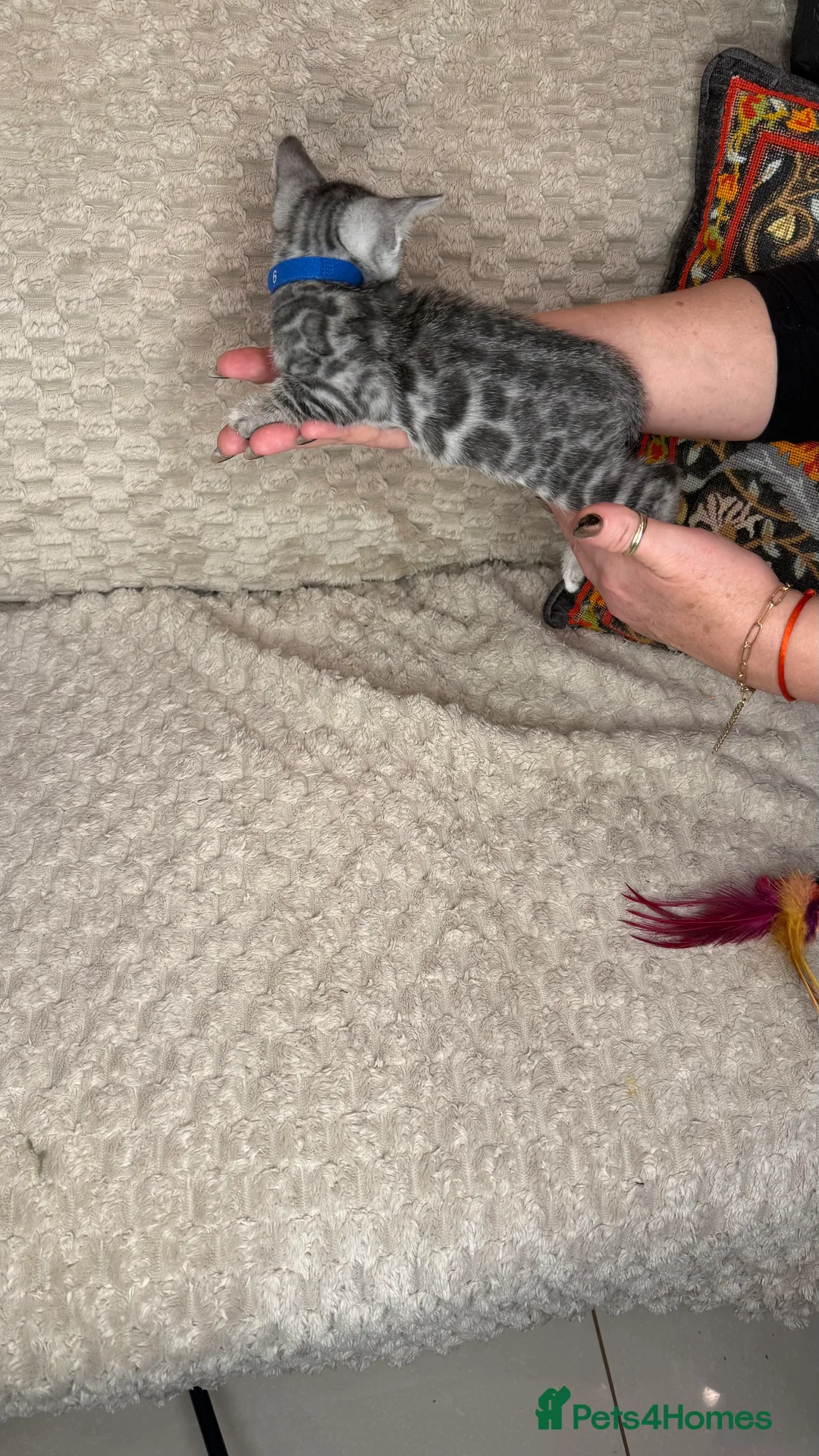 Bengal cats for sale: Pure Bengal kittens for sale just 2 boys left.  - Advert 26