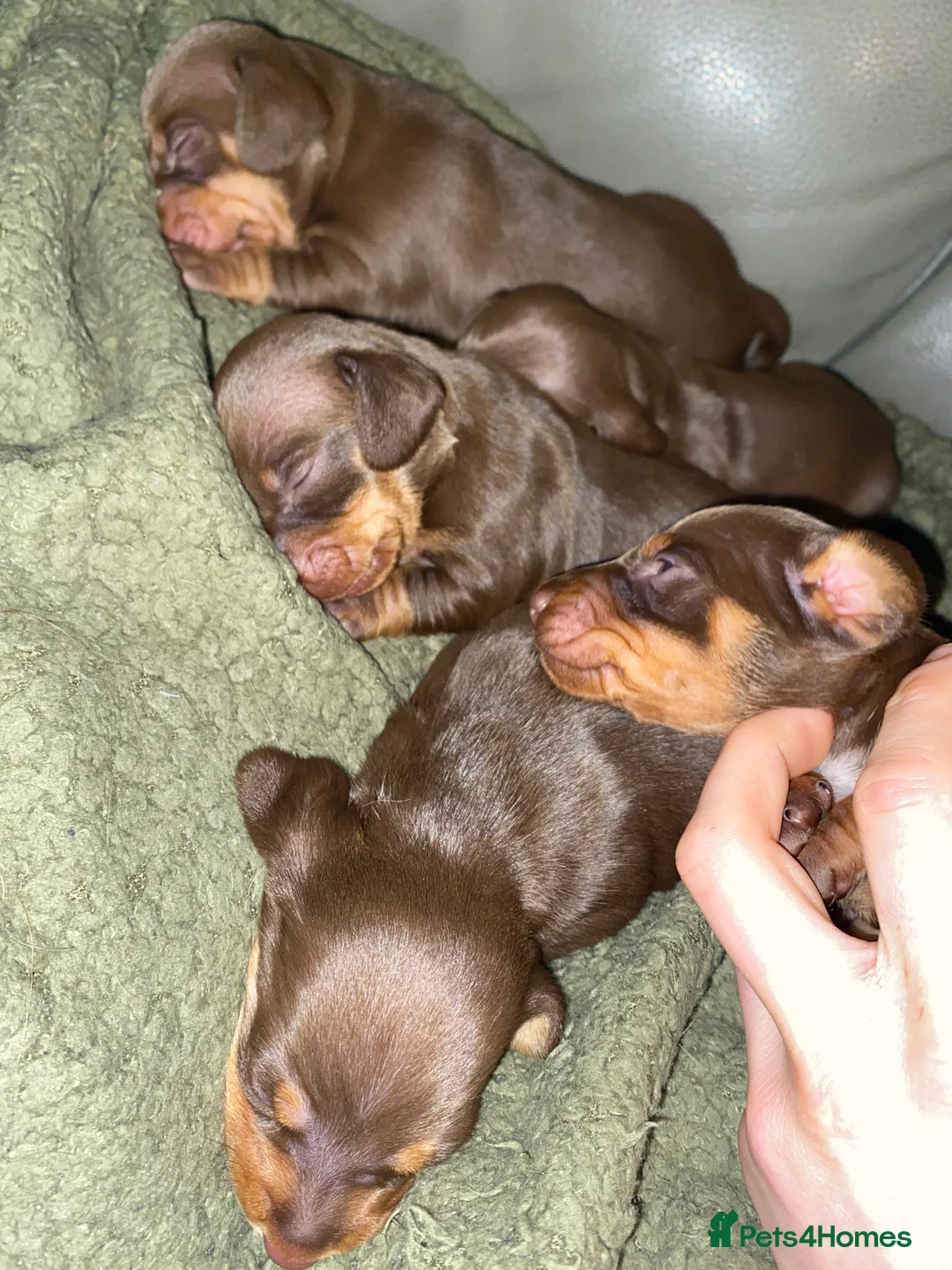 Dachshund dogs for sale: Dachshund  in Northallerton - Advert 8