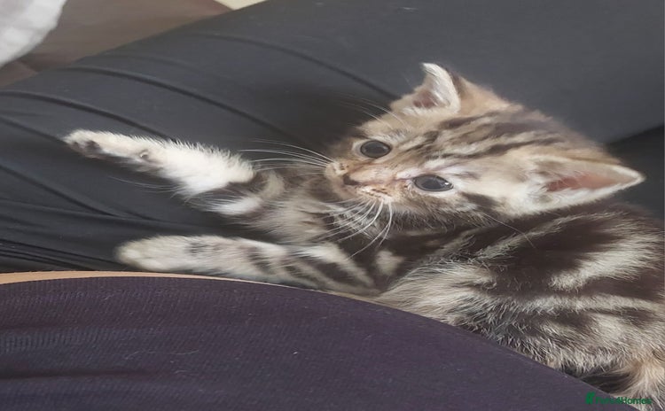 Mixed Breed cats - Advert 13