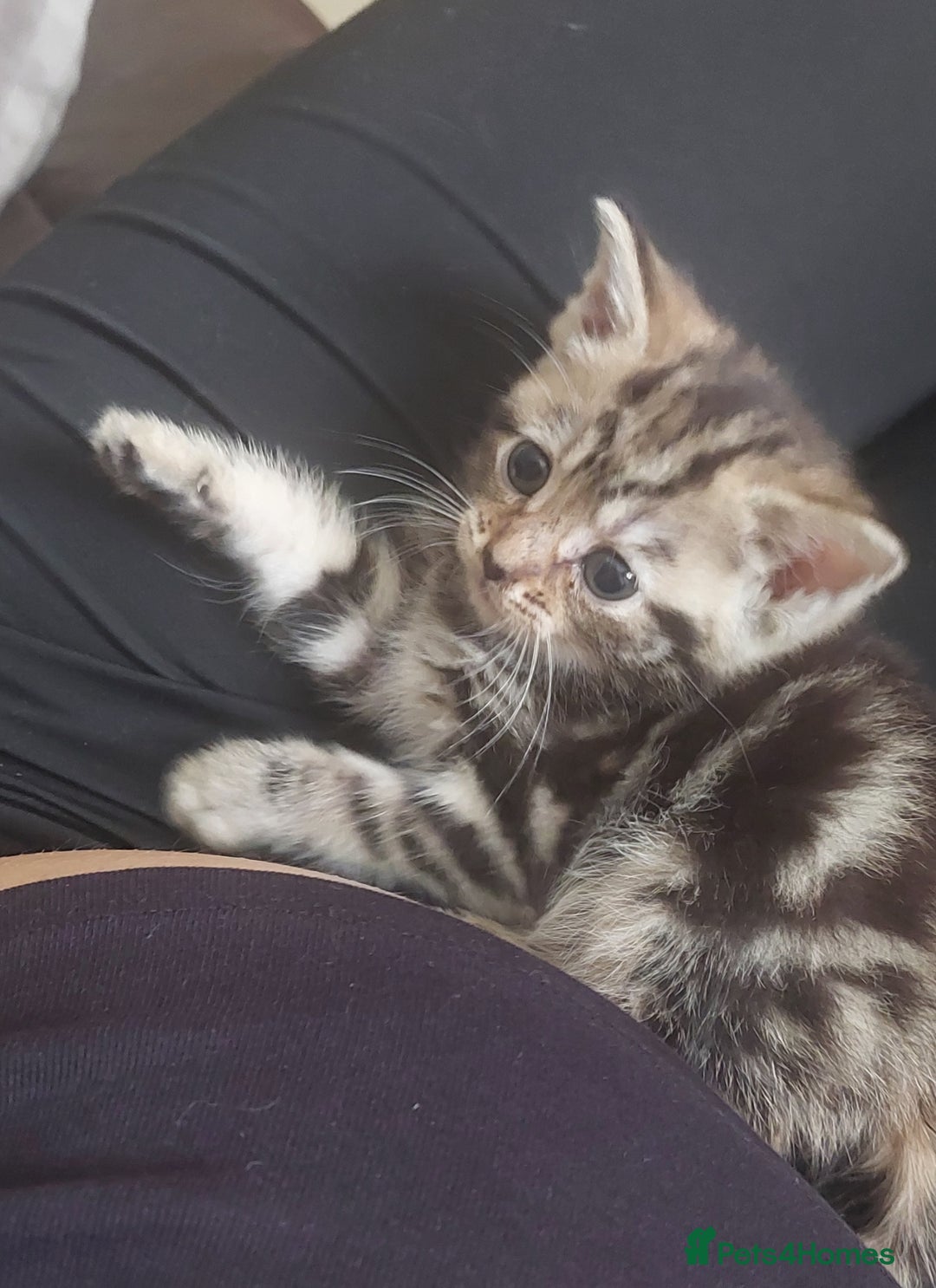 Mixed Breed cats for sale: Kittens for sale  - Image 1