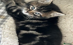 Mixed Breed cats for sale: Three lovely girls  - Advert 1