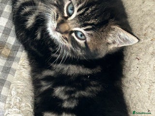 Mixed Breed cats Three lovely girls - Advert 1