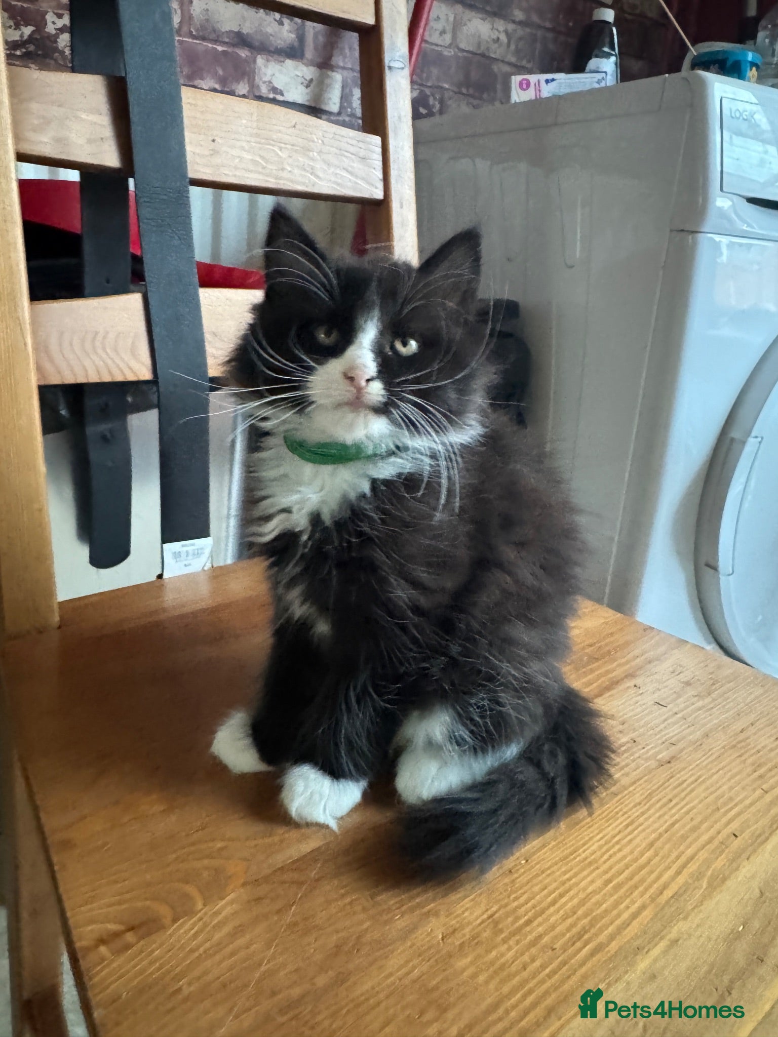 Mixed Breed cats Mixed long haired fluffballs - Advert 8