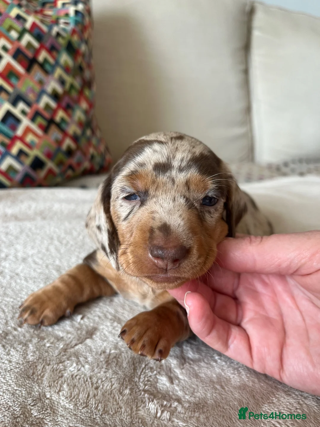 Miniature Dachshund dogs for sale: 3 Miniature Dachshund Puppies    in York - Advert 2