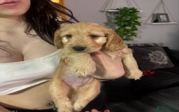 Cockapoo dogs for sale: F1 miniature cockerpoos  in Stoke-on-Trent - Image 7