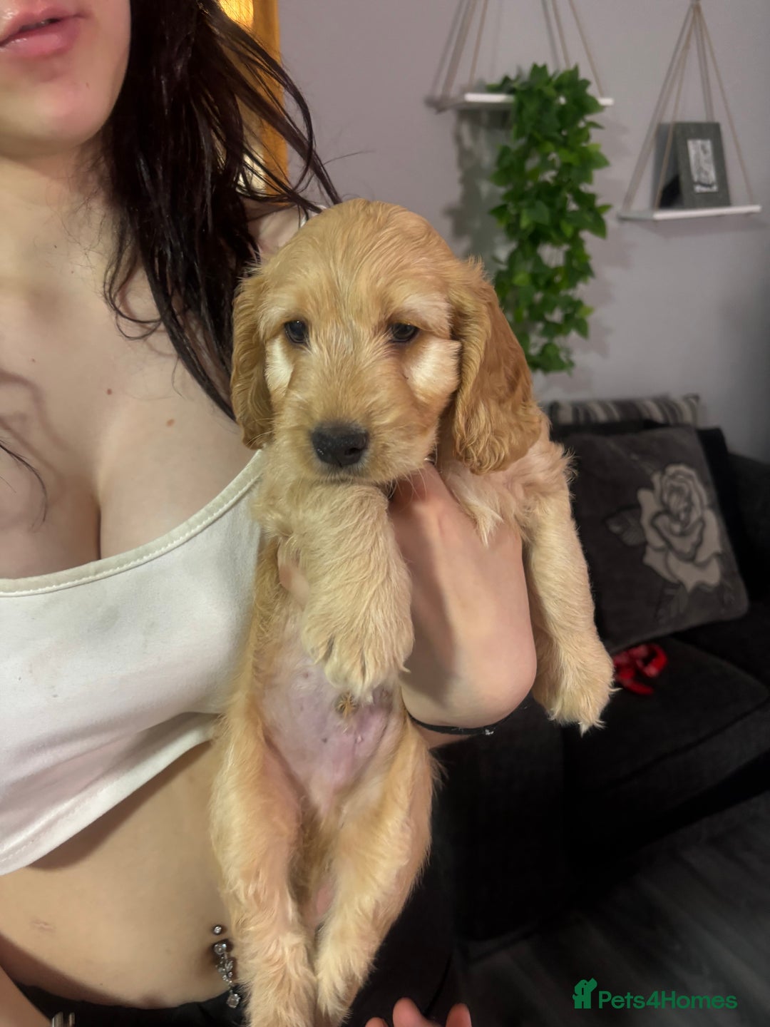 Cockapoo dogs for sale: F1 miniature cockerpoos  in Stoke-on-Trent - Image 7