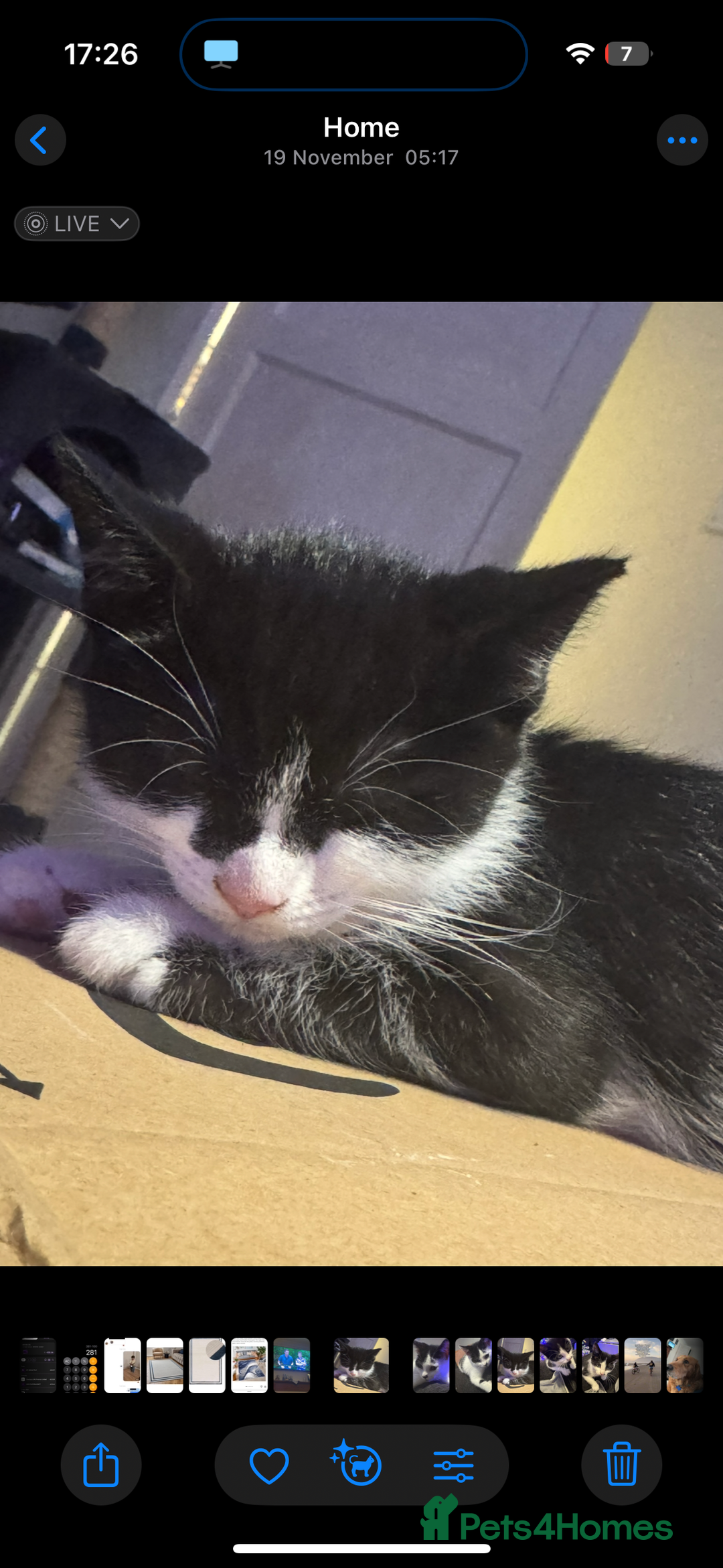 Mixed Breed cats for sale: 3 gorgeous kittens ready for there 5* home  - Advert 3