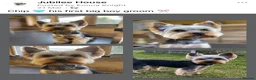 Yorkshire Terrier dogs for sale: KC Registered Yorkshire Terrier Puppies  - Advert 6