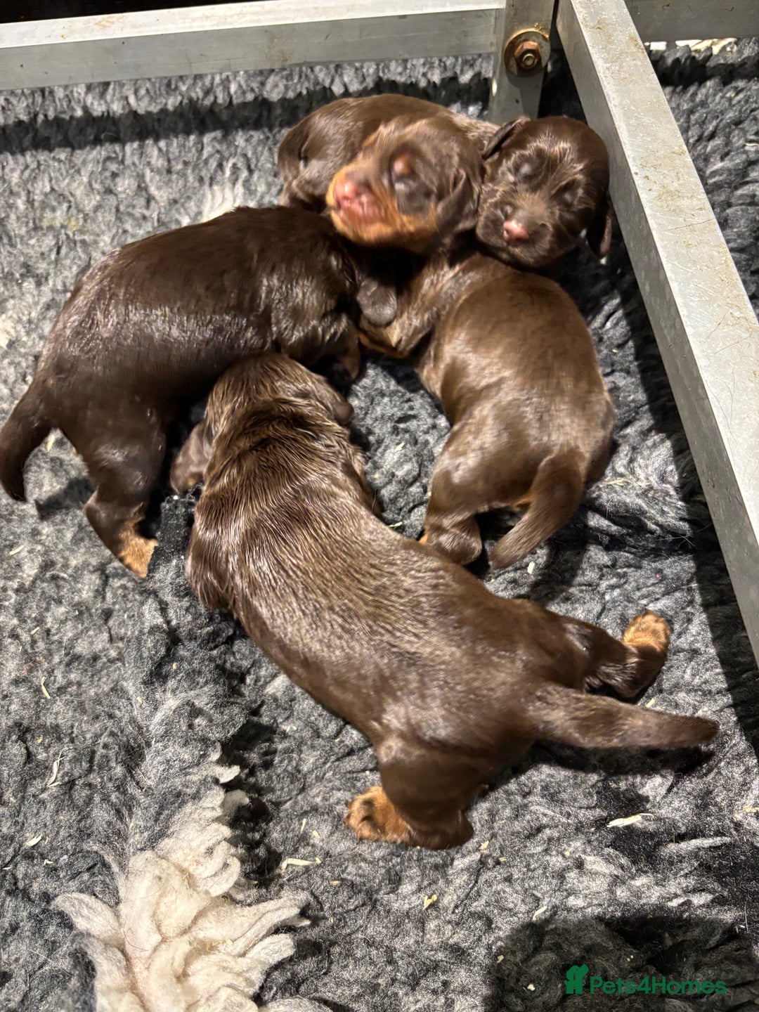 Cocker Spaniel dogs for sale: ASH X MICKEY-CHOC&TAN AVAILABLE-DoB-22.10.25 - Advert 5