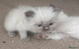 Perdoll cats for sale: Gorgeously cute tiny perdolls  - Image 5